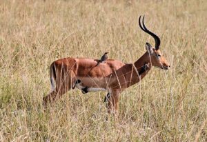 800px Impala mutualim with birds wide