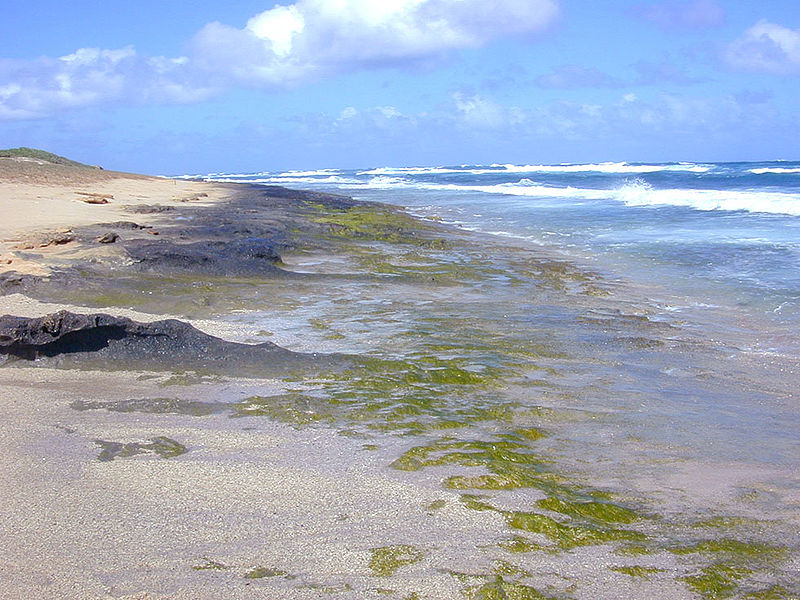 800px Intertidal greenalgae