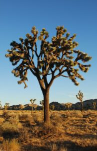 800px Joshua Tree NP Joshua Tree 2