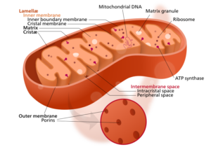 Do Bacteria Have Ribosomes? Facts you should Know! - LAMBDAGEEKS