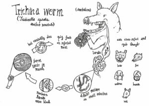 800px Trichinella life cycle