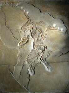 Archaeopteryx lithographica Berlin specimen