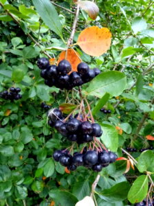 pome fruit examples