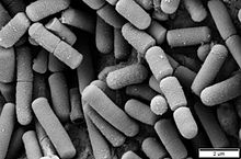 Bacillus cereus as nitrogen fixing bacteria example