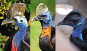 Cassowary Diversity