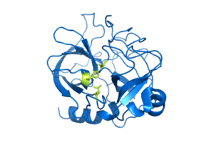 protease enzyme example