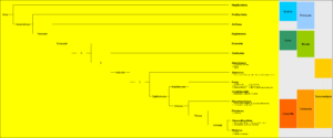 monera examples