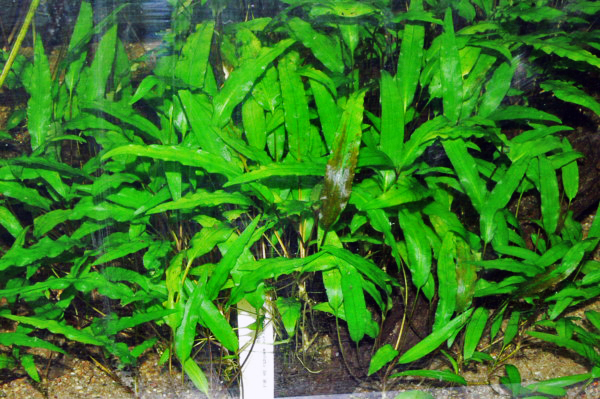 Cryptocoryne wendtii