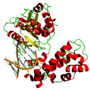 anabolic enzyme example