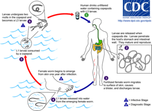 Drac life cycle