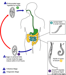 Enterobius vermicularis LifeCycle