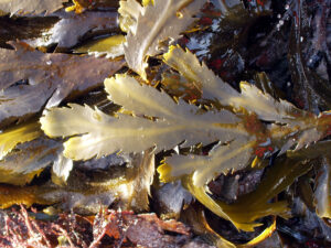 Fucus serratus2