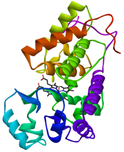 plant enzyme example