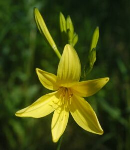 Hemerocallis lilioasphodelus