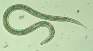 Hookworm larvaG