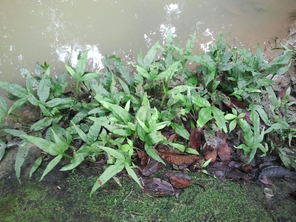 Java Fern Microsorum pteropus growing in the wild.