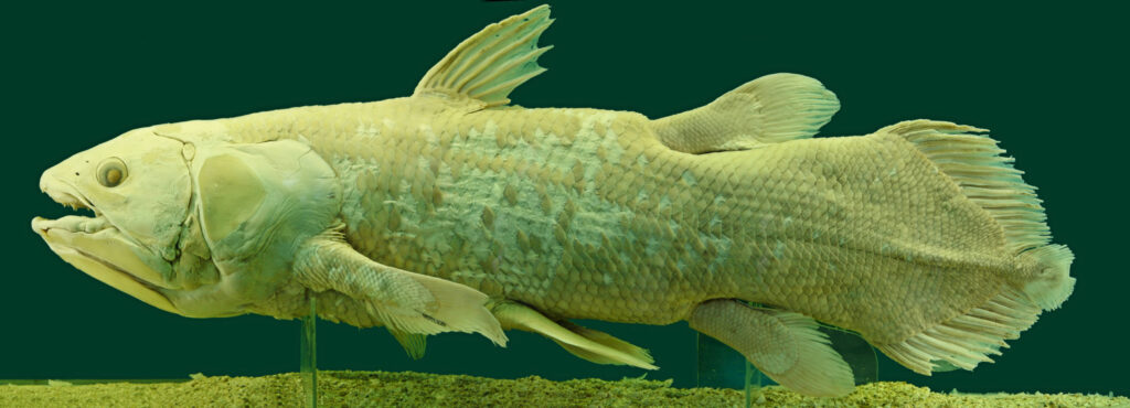 Latimeria Chalumnae Coelacanth NHMW 1