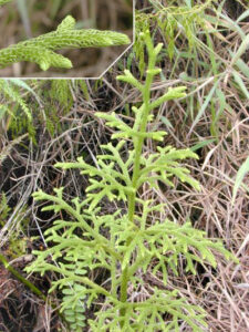 Lycopodium plant