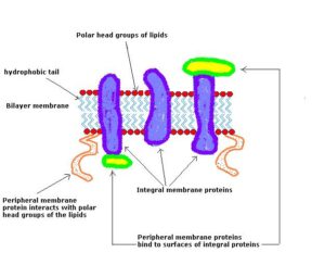 Membrane proteins