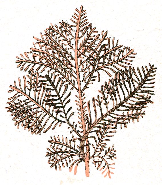  Gelidiaceae as marine algae example