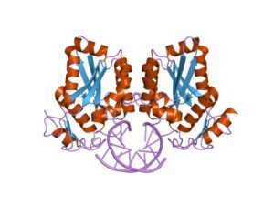 restriction enzyme example