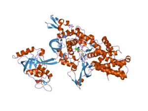 ligase enzyme example
