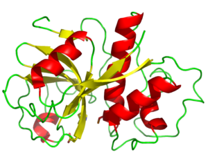 plant enzyme example