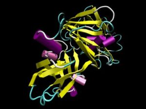 protease enzyme example