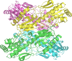  allosteric enzyme examples