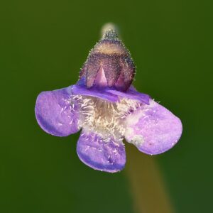 Pinguicula vulgaris flower front view Keila