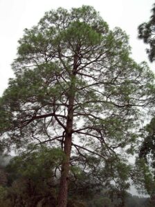 Pinus roxburghii tree