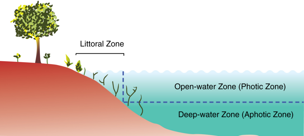 Primary zones of a lake 1