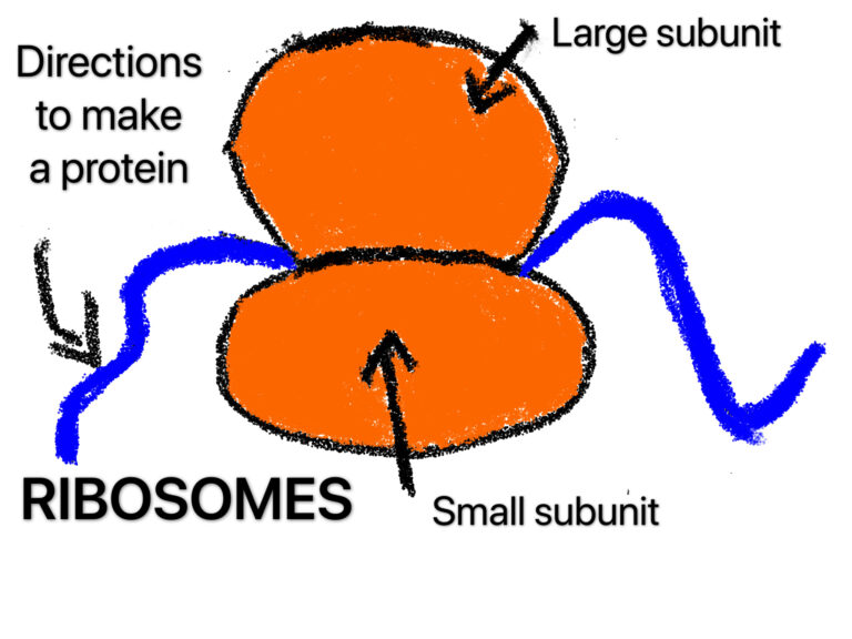 do-plant-cells-have-ribosomes-9-facts-you-should-know-lambda-geeks