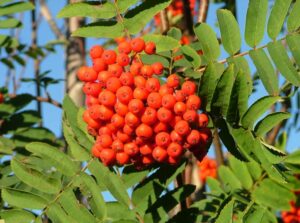 pome fruit examples