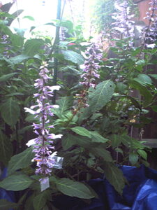 Salvia Divinorum Leaves Flowers some with Seeds Capture Bags