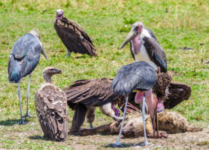 Scavengers on the African Savannah