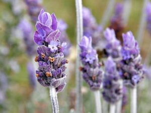 Single lavender flower02 1