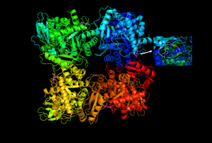 anabolic enzyme examples