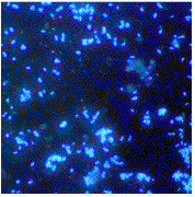  denitrifying bacteria  examples