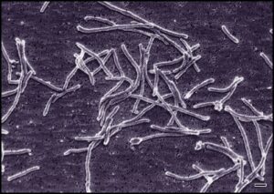 thermophilic bacteria examples