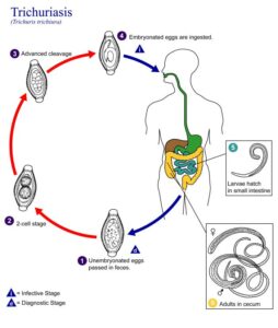 Trichuriasis lifecycle