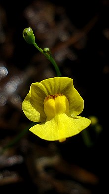 Utricularia gibba flower 01