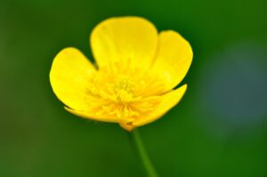 buttercup ga2d725e0c 1920