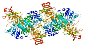 transferase enzyme examples