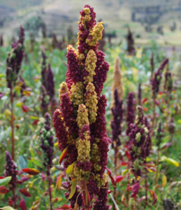 csm quinoa species page 45378364d6