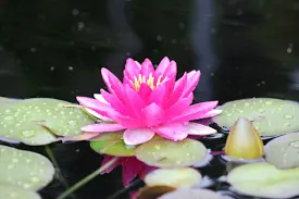 aquatic plant example
