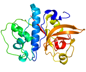 protease enzyme example