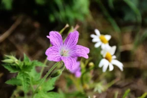 hardy geranium 5349364 1280