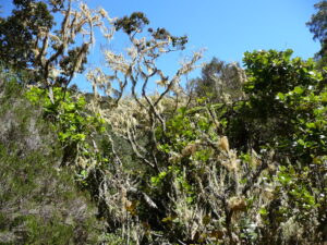 lichen examples