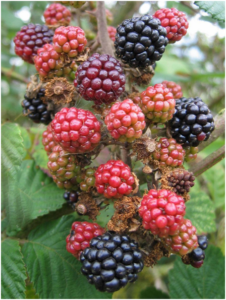 aggregate fruit examples